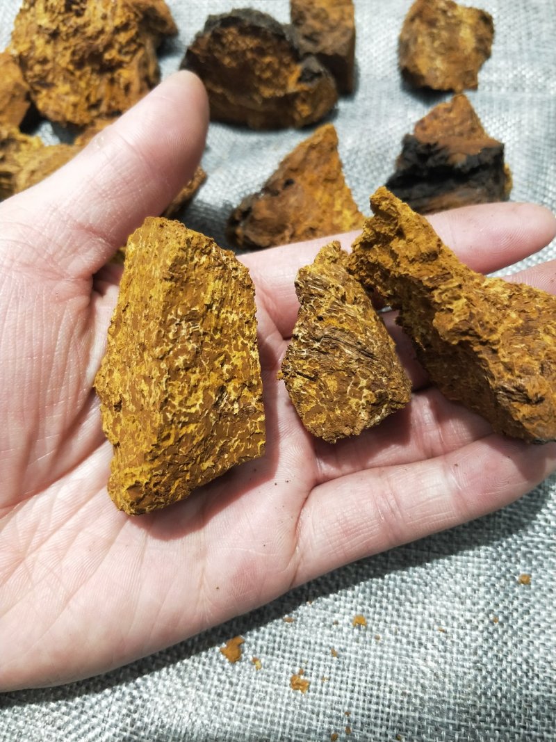 桦树茸【白桦茸】