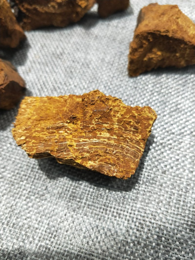 桦树茸【白桦茸】