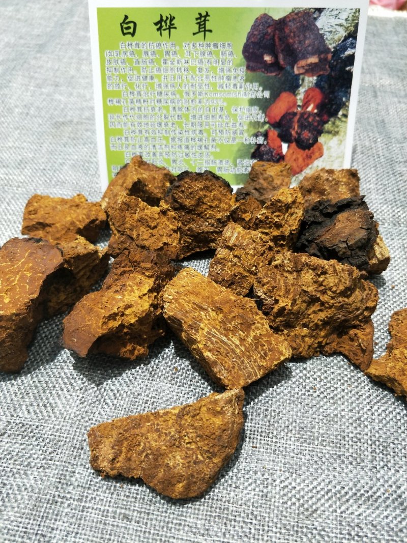 桦树茸【白桦茸】