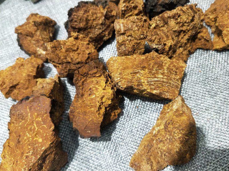 桦树茸【白桦茸】