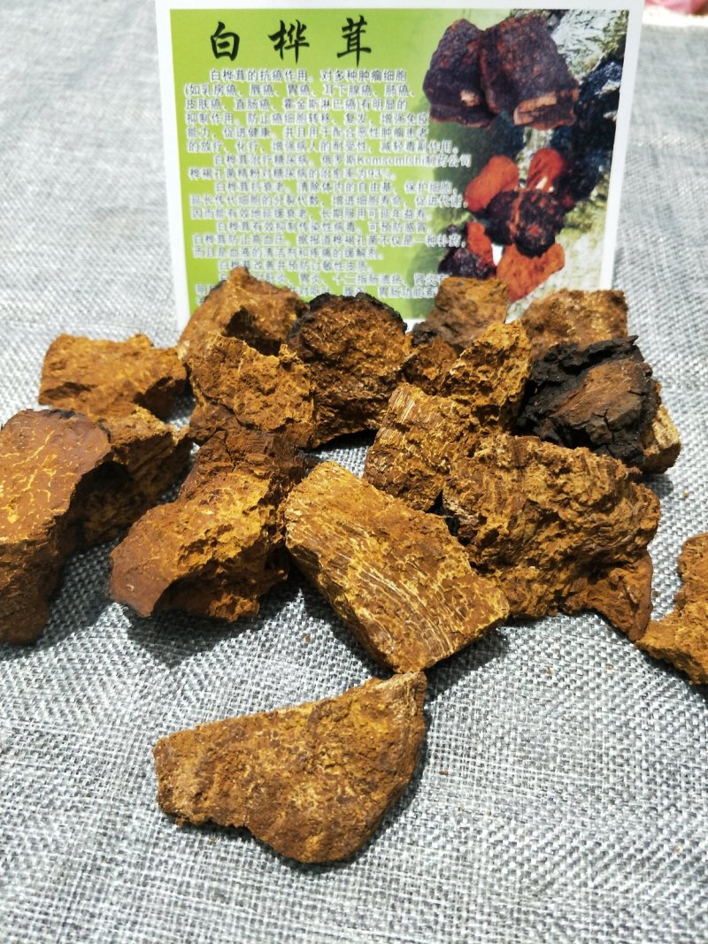 桦树茸【白桦茸】