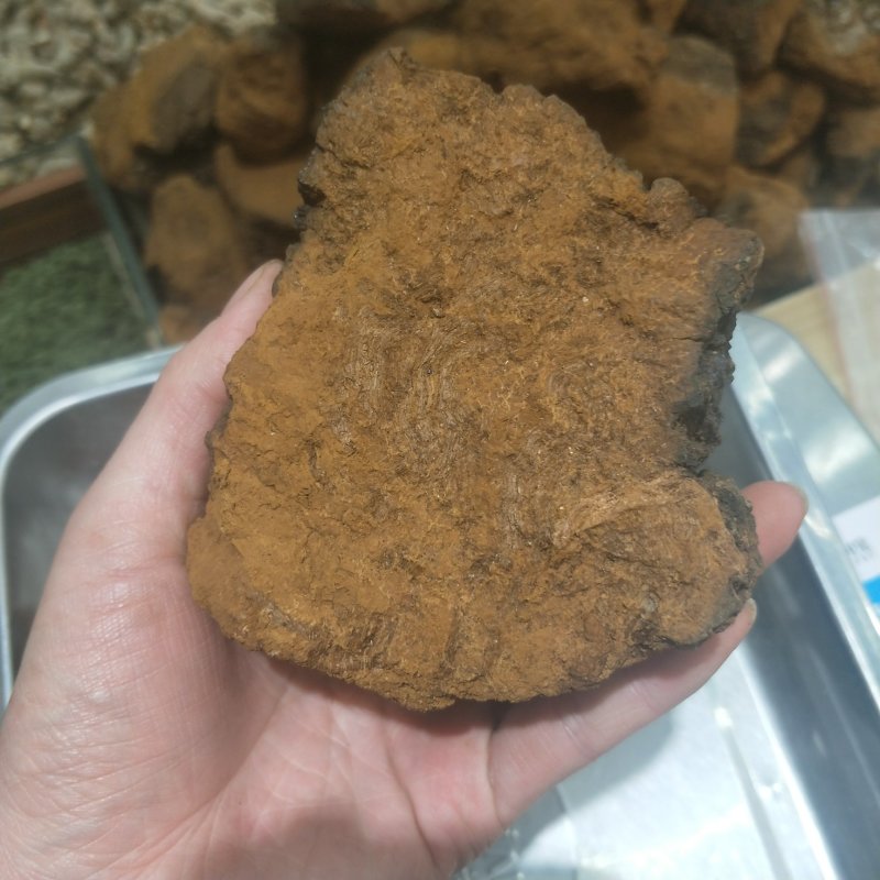 桦树茸【白桦茸】
