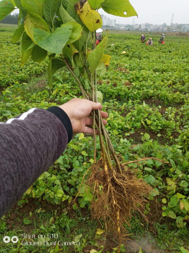 养蚕桑树苗广西杂交桑大叶桑所有品种都有货