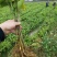 养蚕桑树苗广西杂交桑大叶桑所有品种都有货