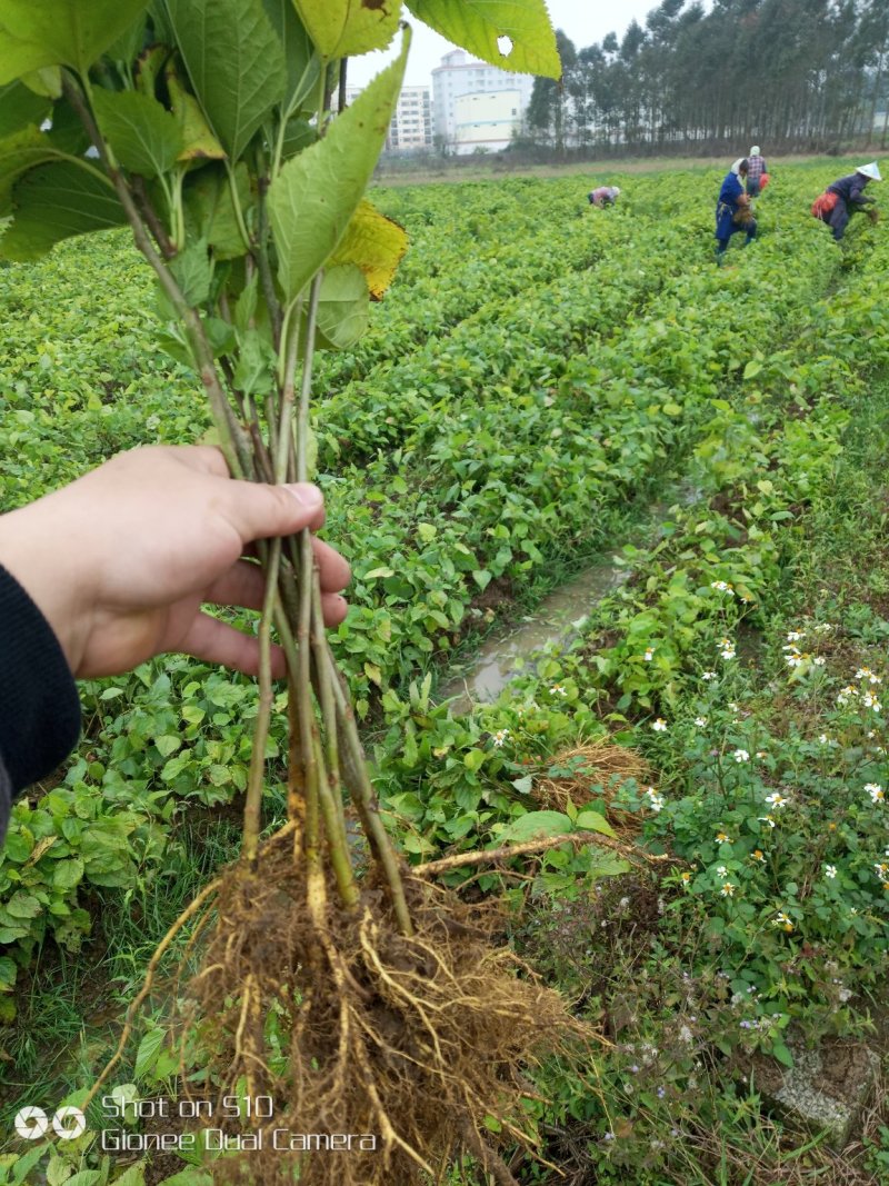 养蚕桑树苗广西杂交桑大叶桑所有品种都有货