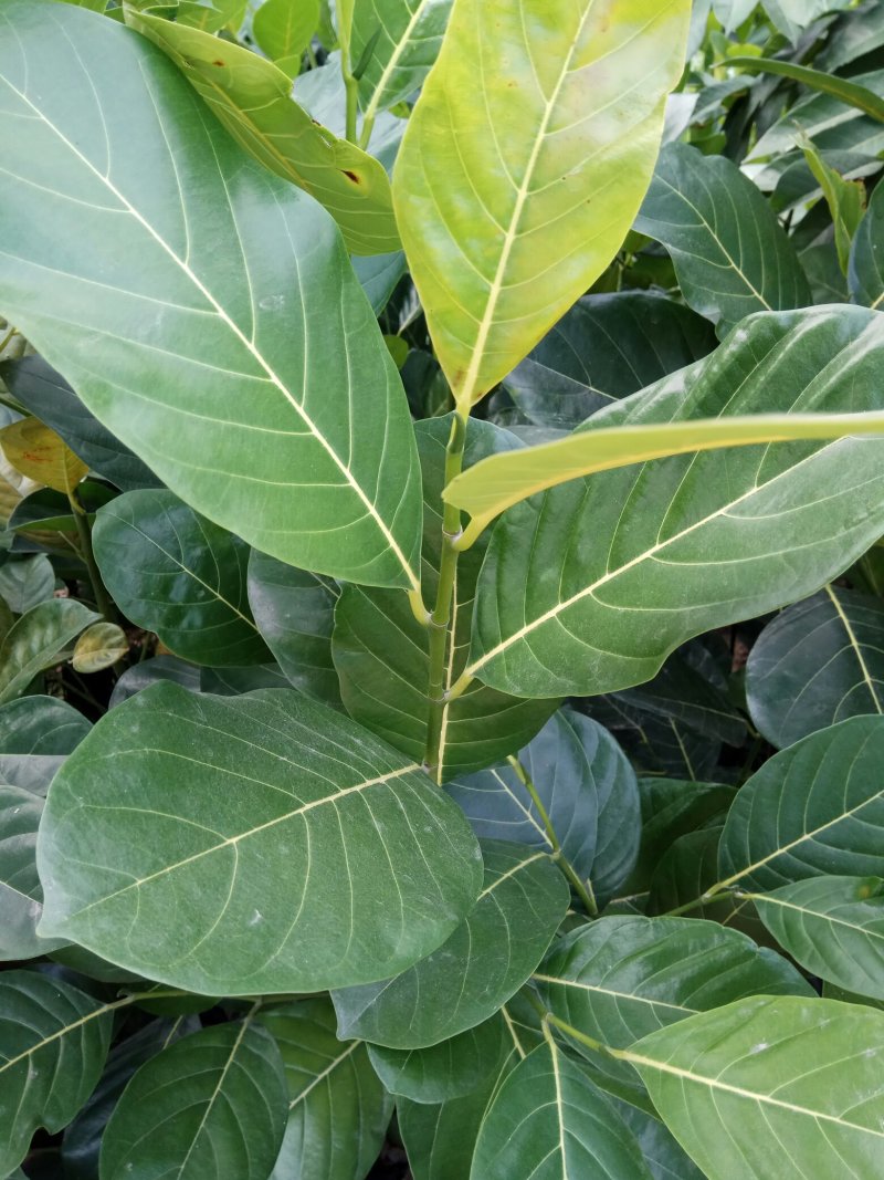 马来一号菠萝蜜中杯苗