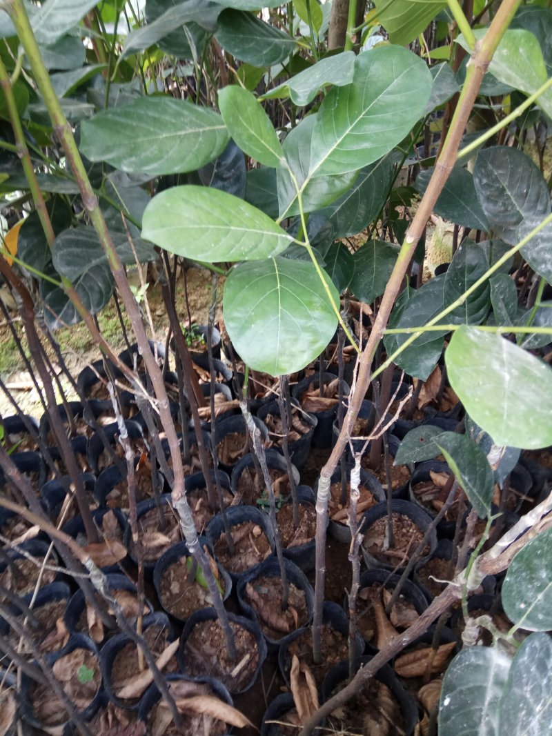 马来一号菠萝蜜中杯苗