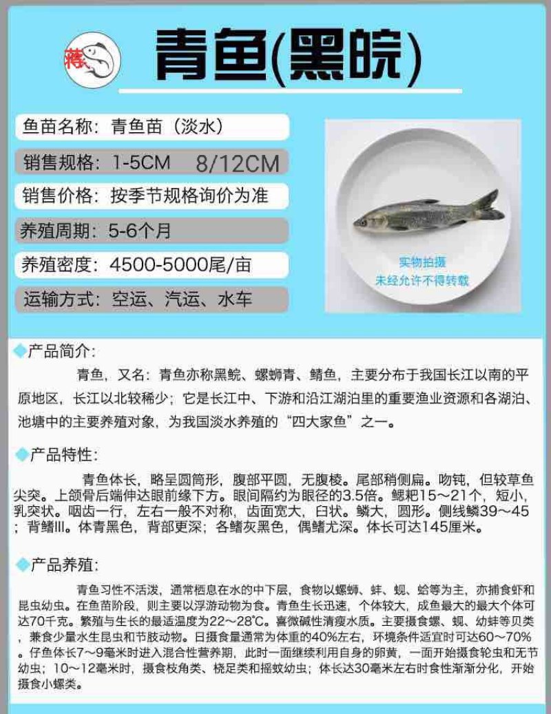 优质螺丝青鱼苗提供养殖技术可送货上门货到付款
