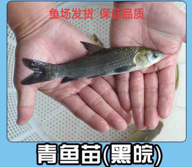优质螺丝青鱼苗提供养殖技术可送货上门货到付款