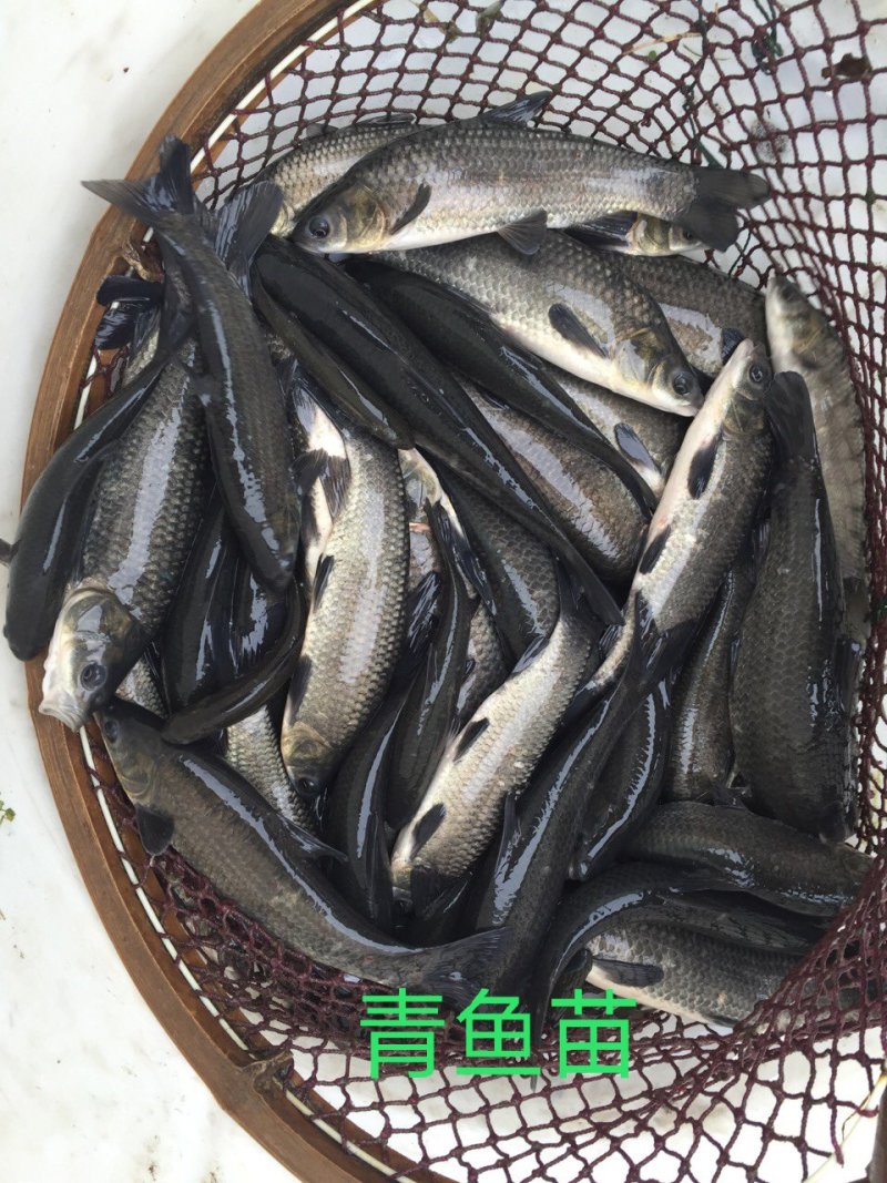 优质螺丝青鱼苗提供养殖技术可送货上门货到付款
