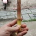 新出野生小甜笋