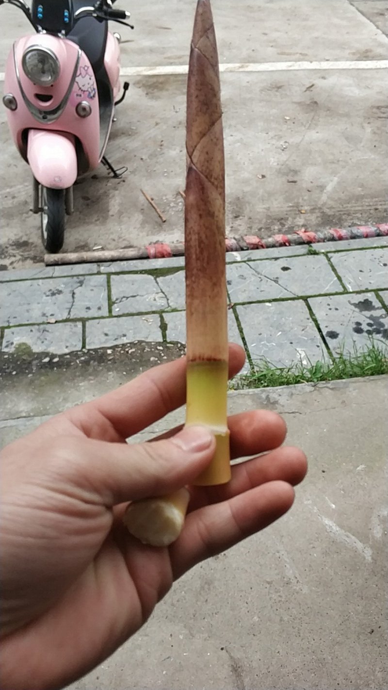 新出野生小甜笋