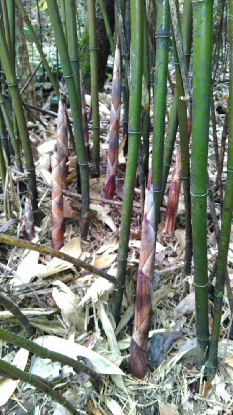 新出野生小甜笋