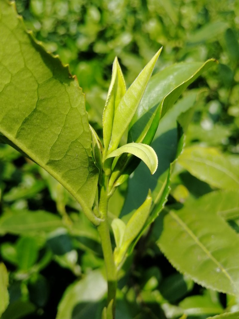 龙井茶茶农直销产地浙江杭州厂家直销欢迎考察视频看货