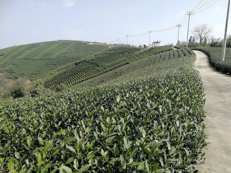 龙井茶茶农直销产地浙江杭州厂家直销欢迎考察视频看货