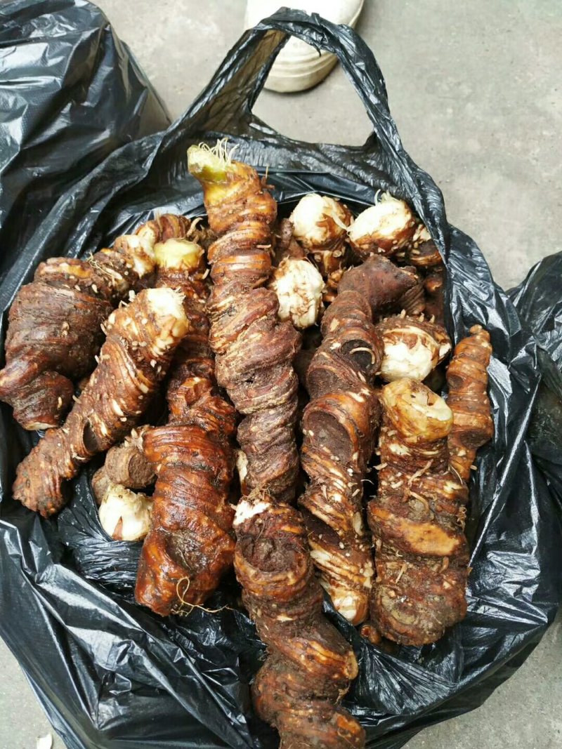 野生七叶一枝花