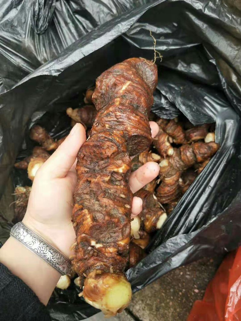 野生七叶一枝花