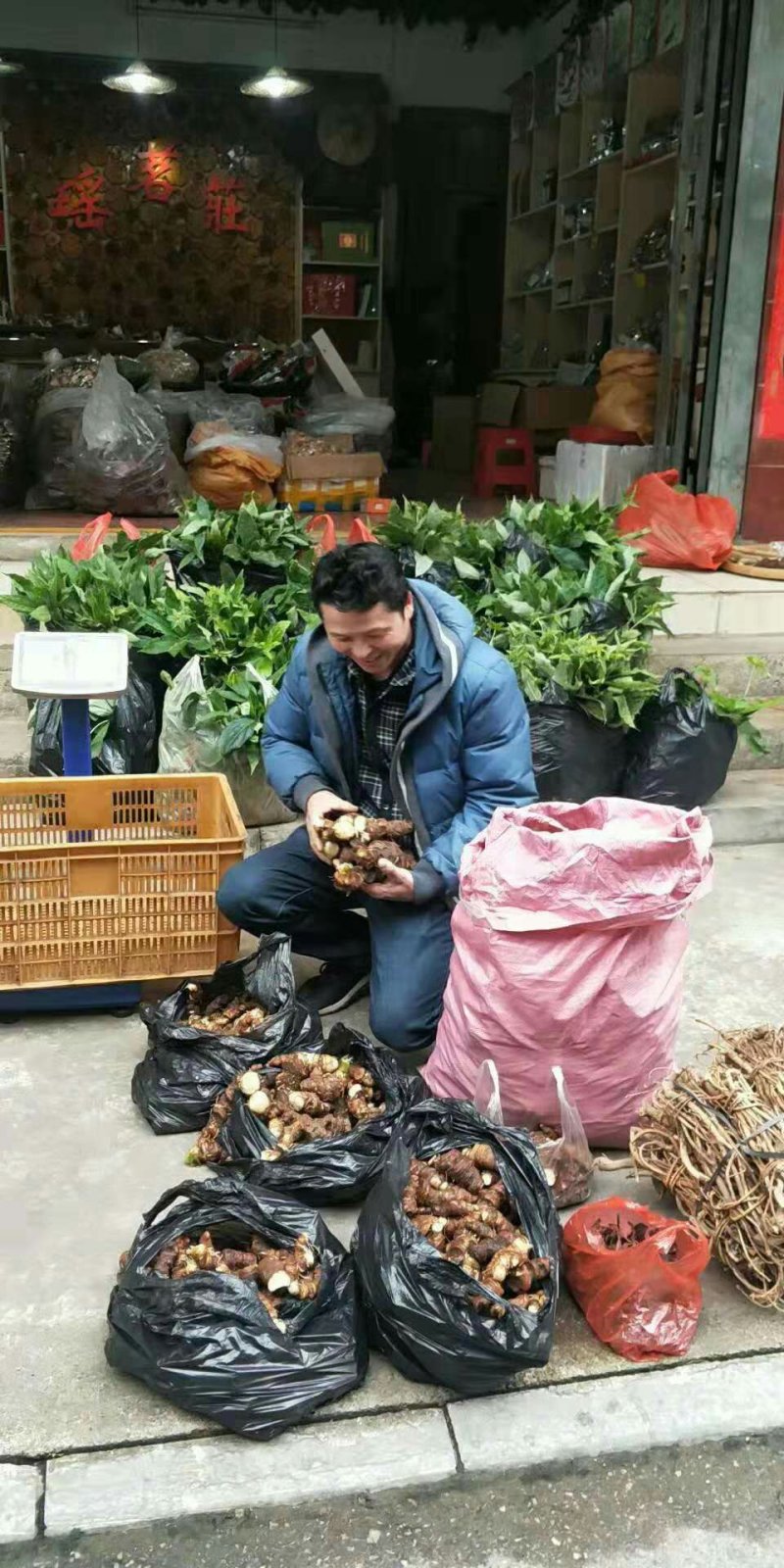 野生七叶一枝花