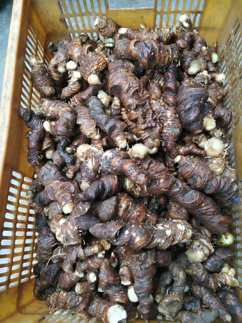 野生七叶一枝花