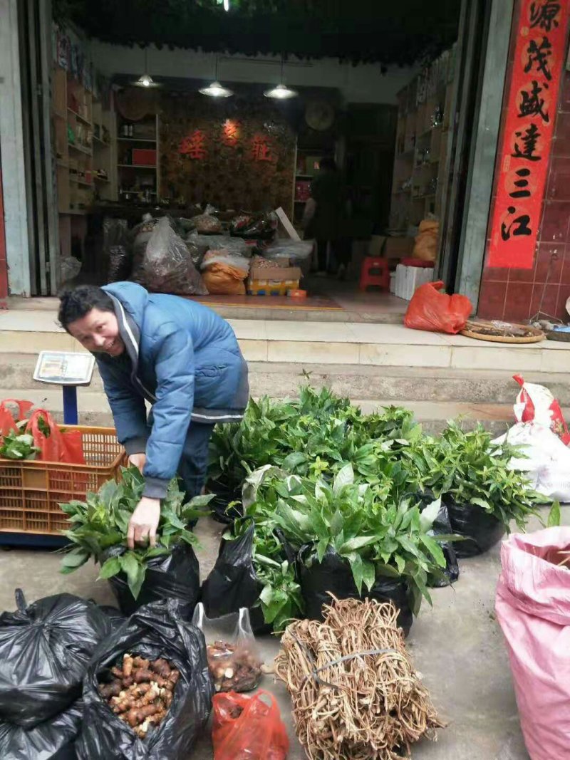 野生七叶一枝花