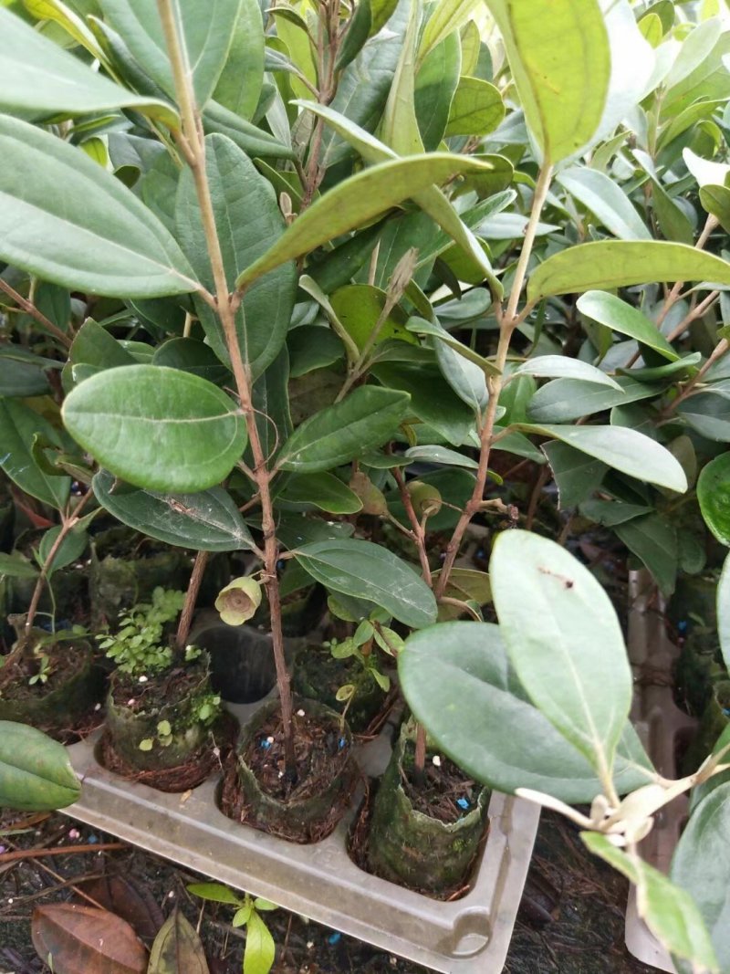 广西桃金娘苗稔子树苗山稔岗稔