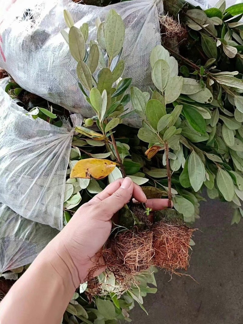 广西桃金娘苗稔子树苗山稔岗稔