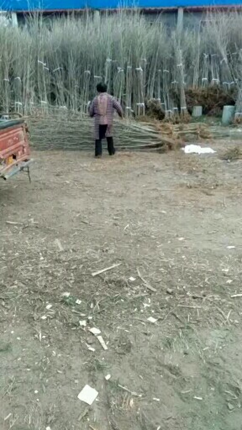银杏树苗