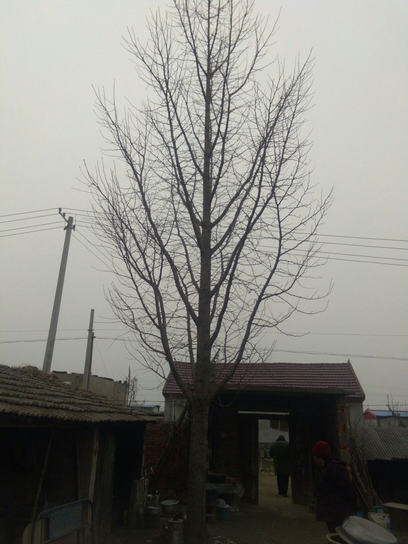 银杏树苗