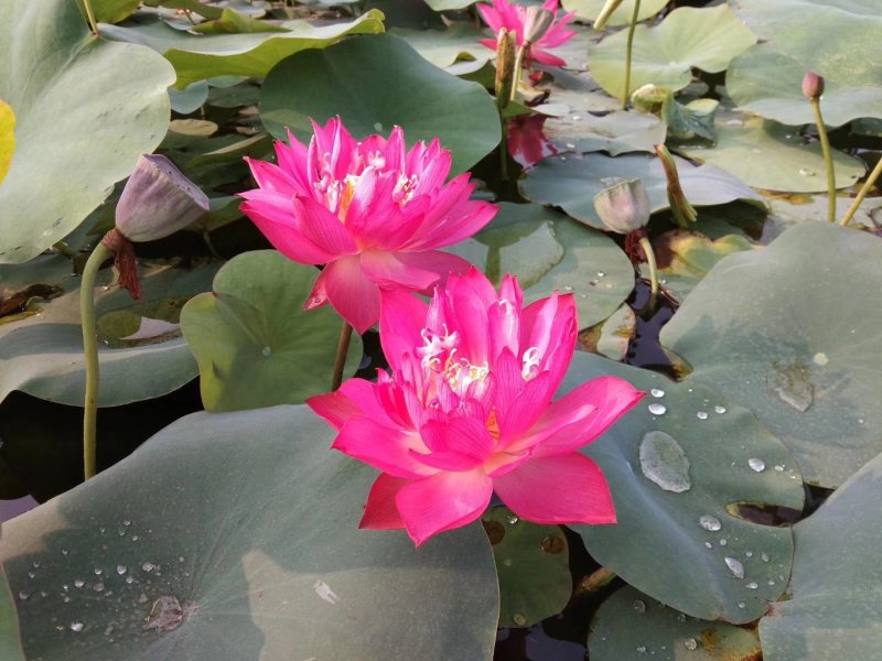 荷花
