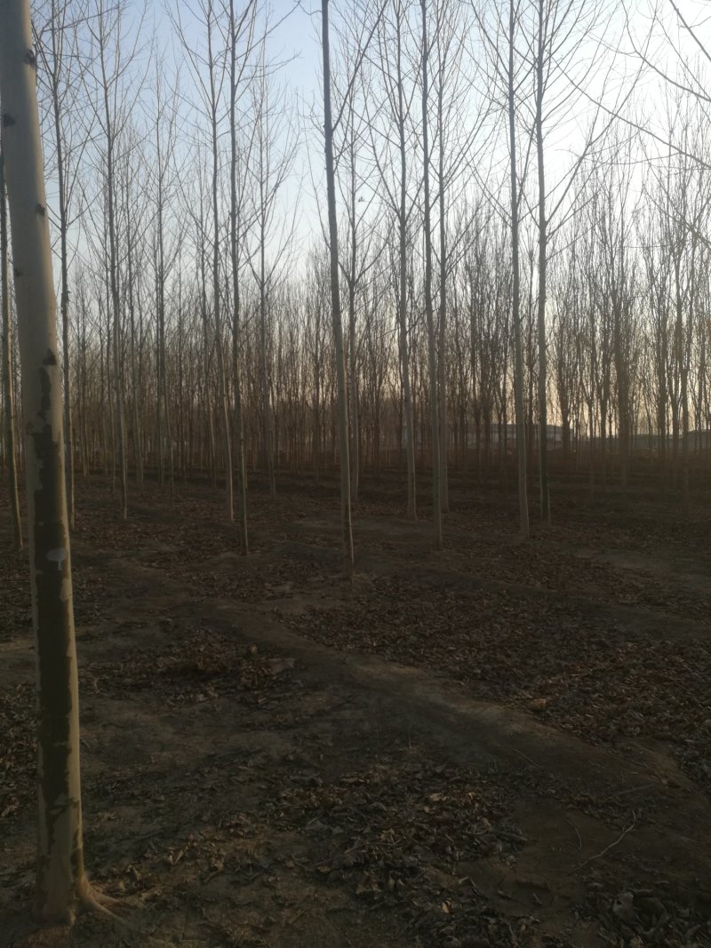 苗圃大量供应10-12公分法桐实地照片欢迎选购
