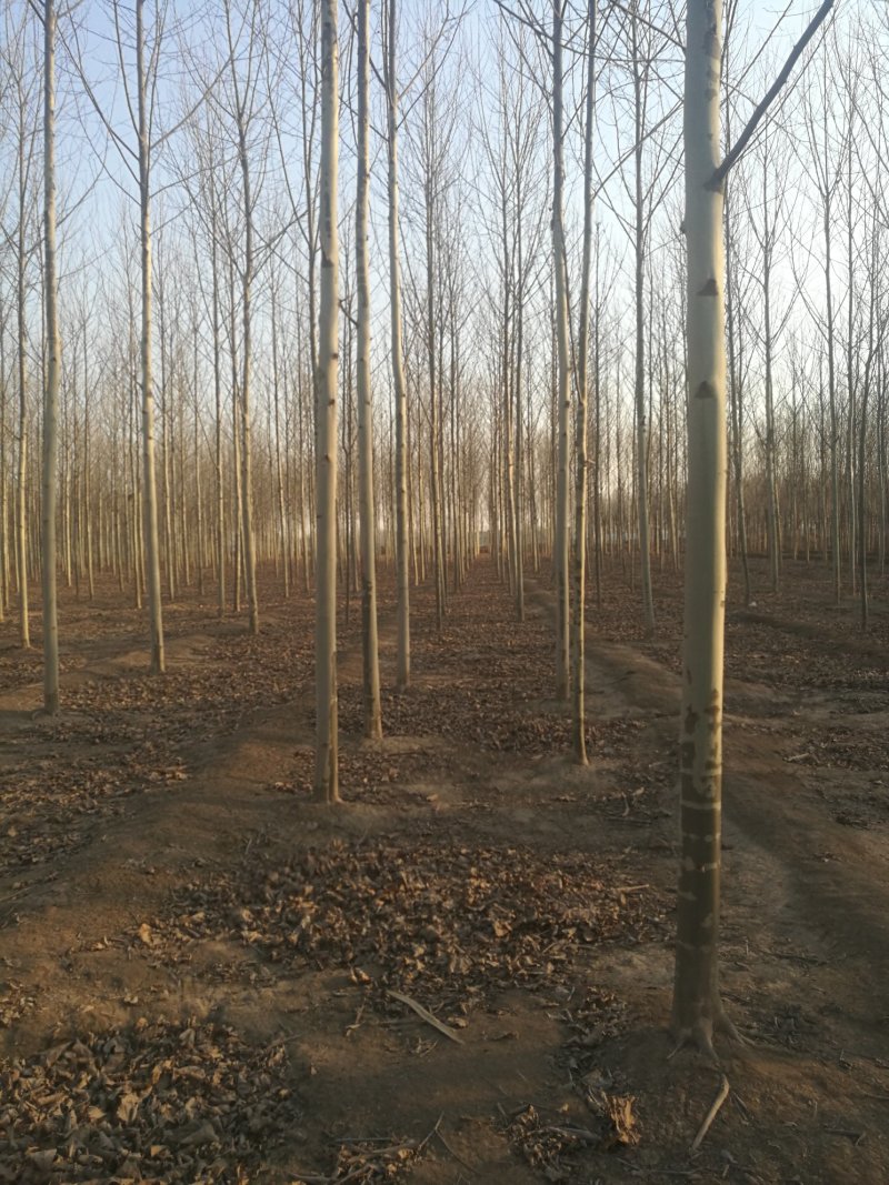 苗圃大量供应10-12公分法桐实地照片欢迎选购