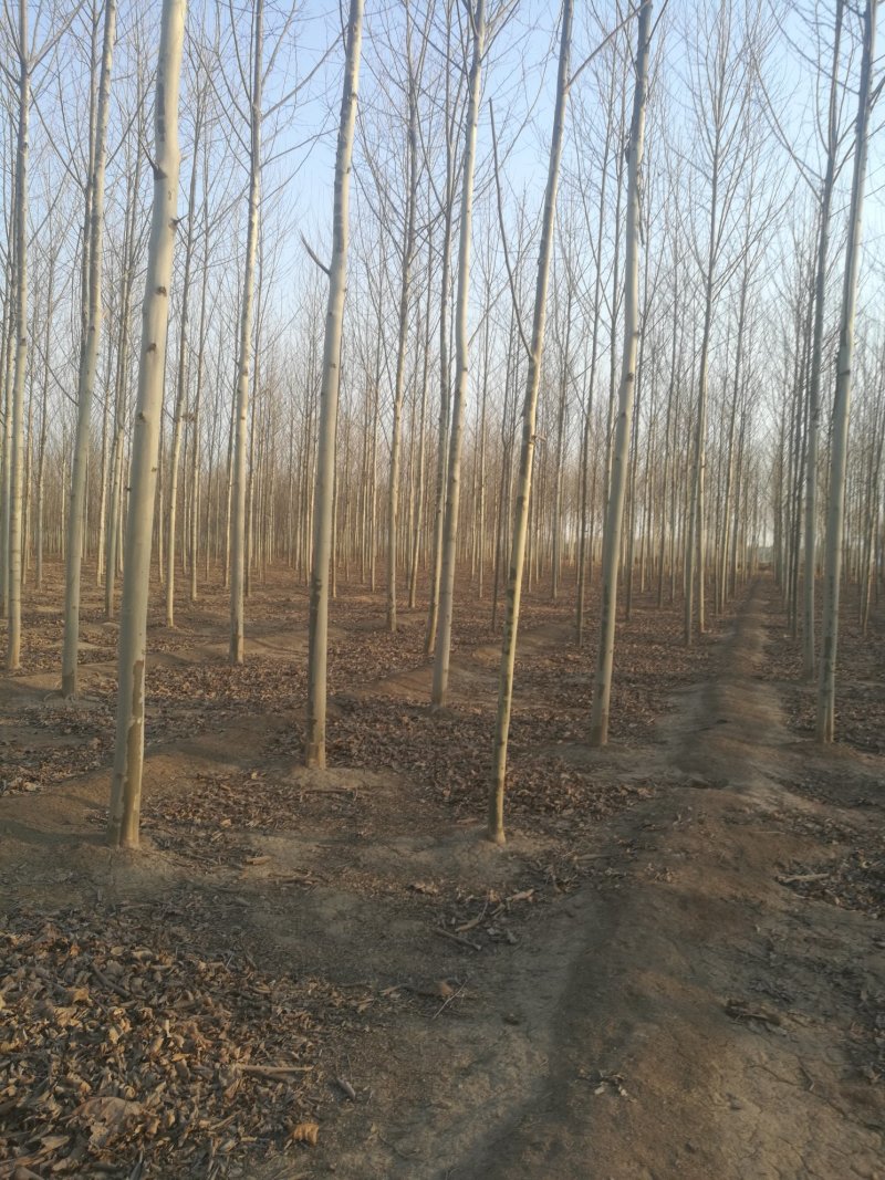 苗圃大量供应10-12公分法桐实地照片欢迎选购