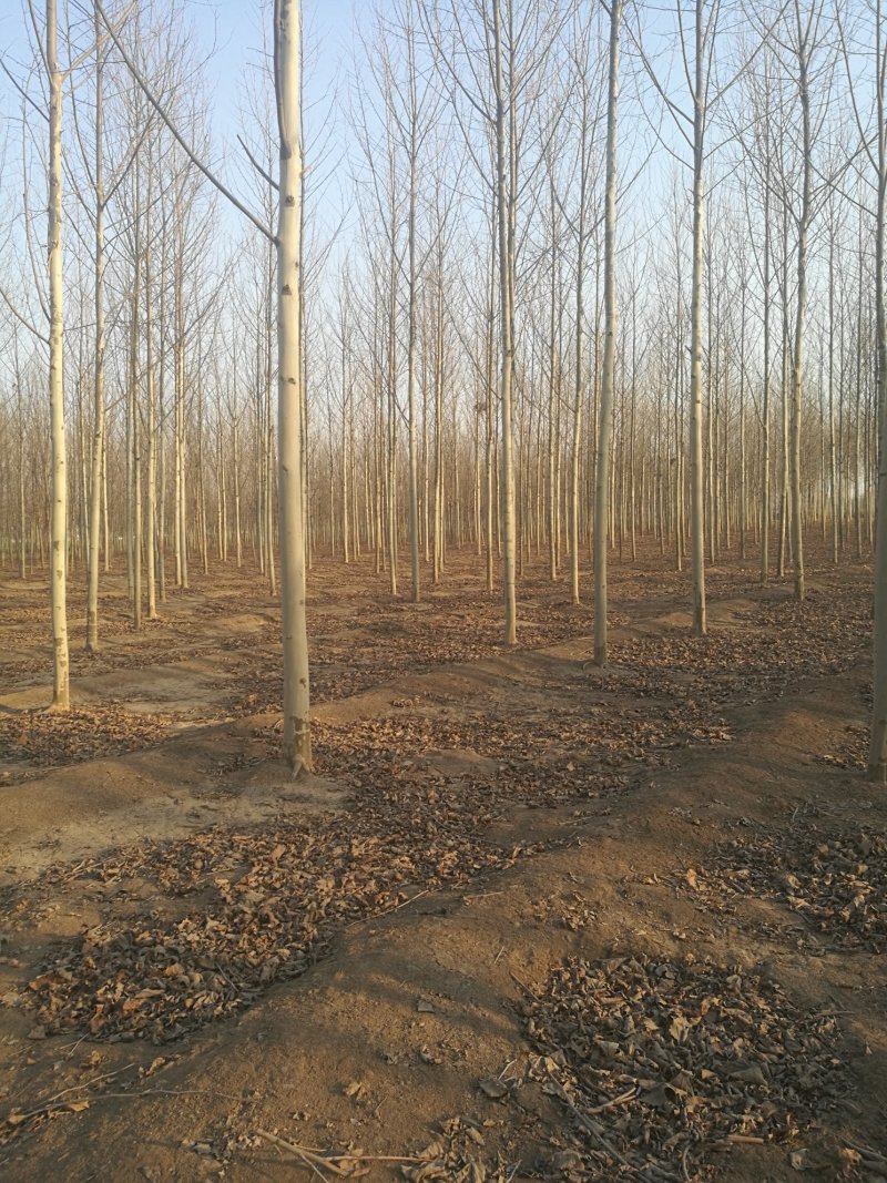 苗圃大量供应10-12公分法桐实地照片欢迎选购