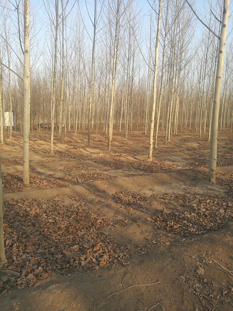 苗圃大量供应10-12公分法桐实地照片欢迎选购
