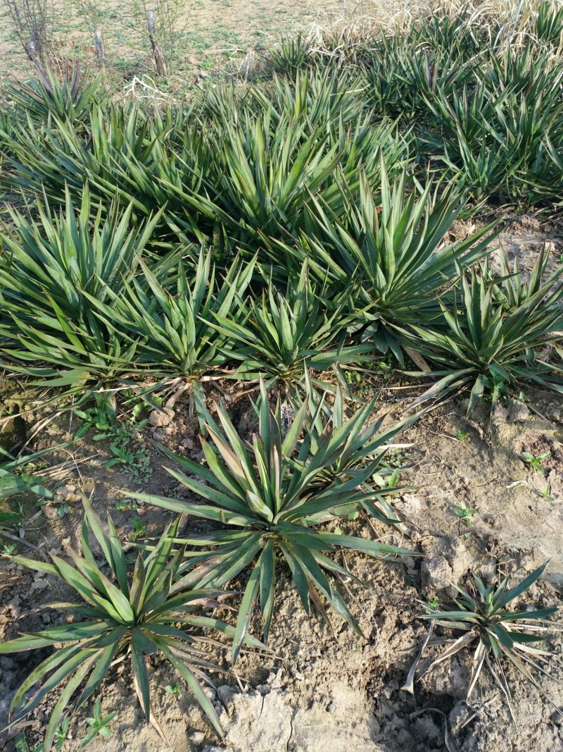 凤尾兰，剑麻，30公分以上基地货源3O一80
