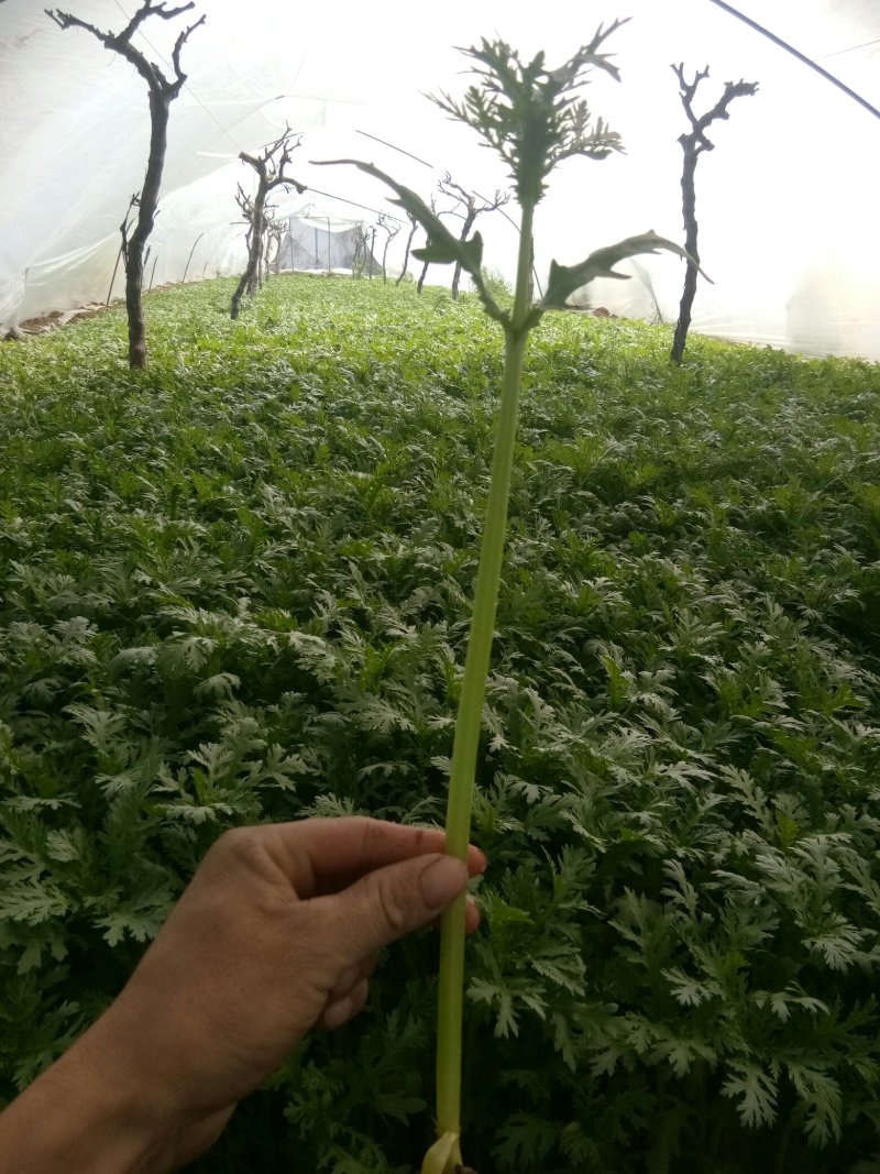 茼蒿菜