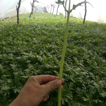 茼蒿菜