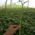 茼蒿菜