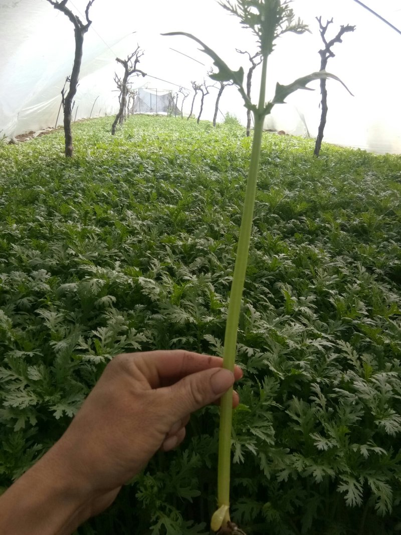 茼蒿菜