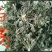 山东特菜，野菜，花生芽，冰草等上百品种批发