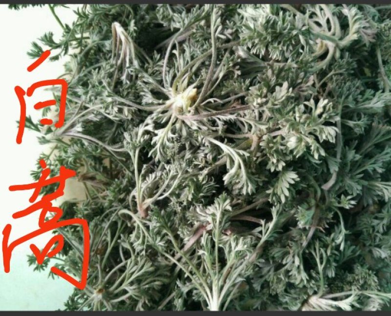 山东特菜，野菜，花生芽，冰草等上百品种批发
