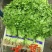 山东特菜，野菜，花生芽，冰草等上百品种批发