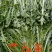 山东特菜，野菜，花生芽，冰草等上百品种批发