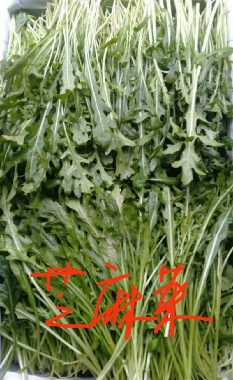 山东特菜，野菜，花生芽，冰草等上百品种批发