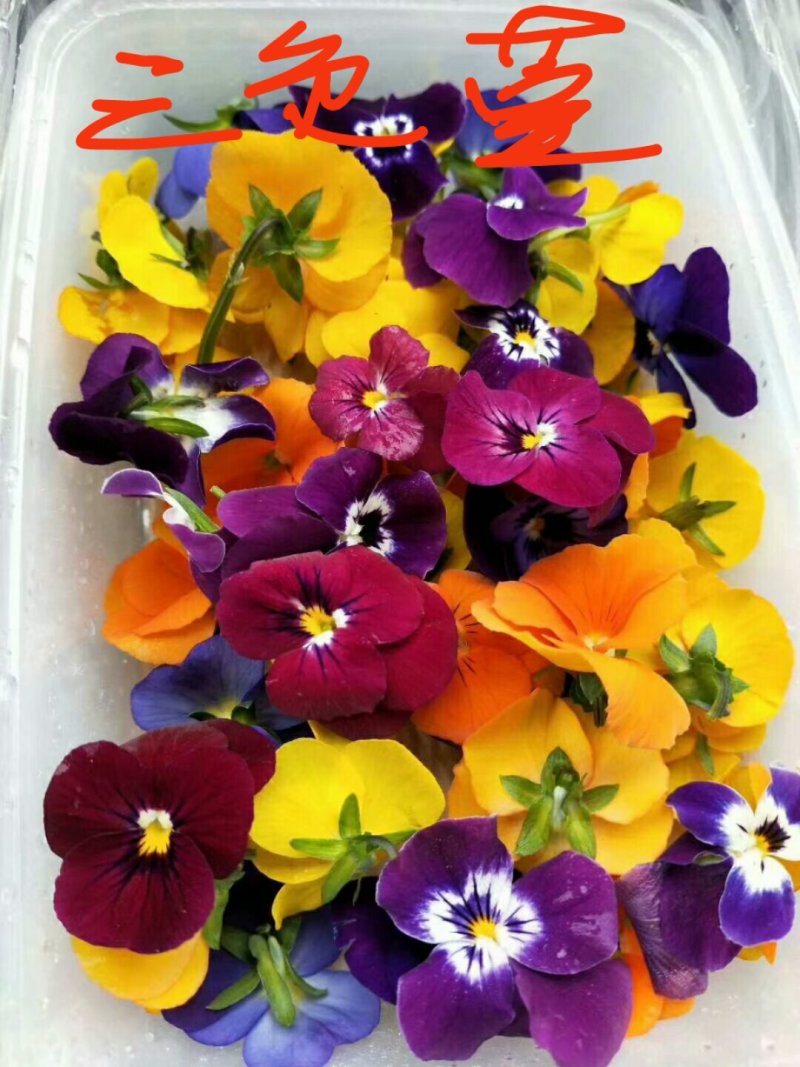 山东特菜，野菜，花生芽，冰草等上百品种批发