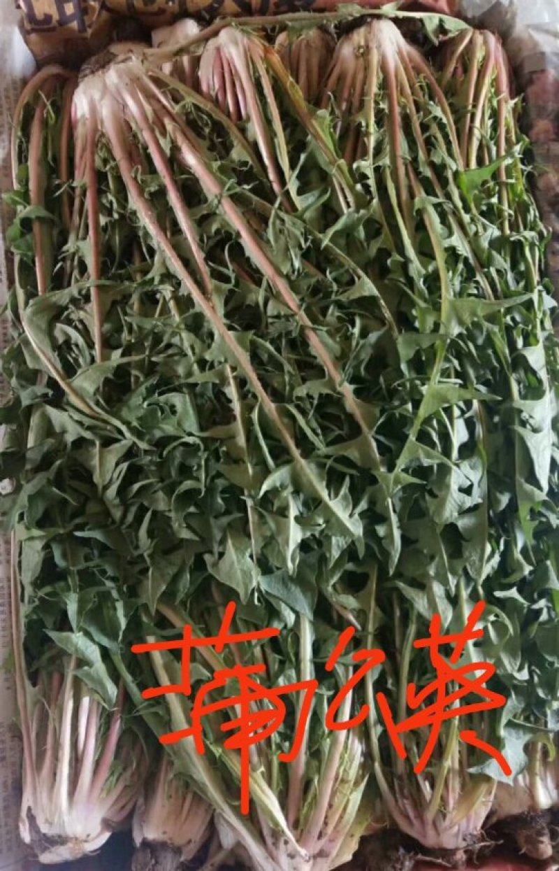 山东特菜，野菜，花生芽，冰草等上百品种批发