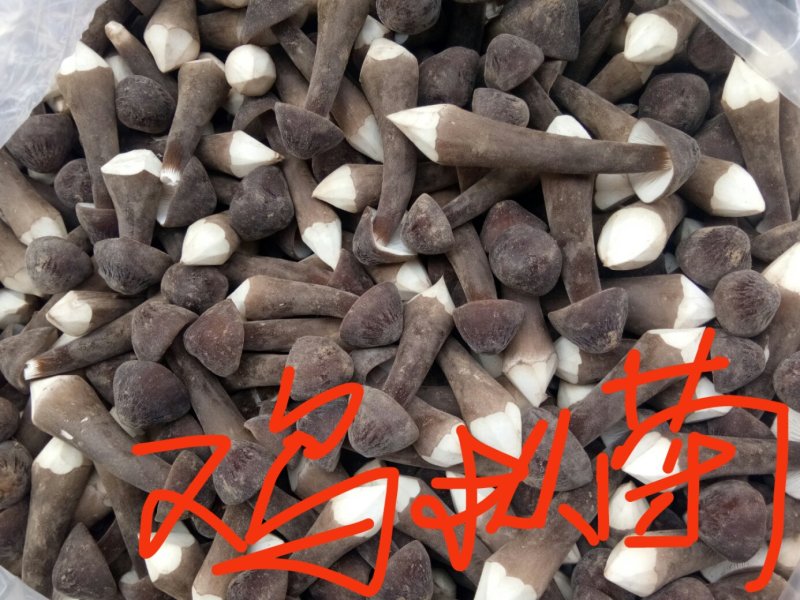 山东特菜，野菜，花生芽，冰草等上百品种批发