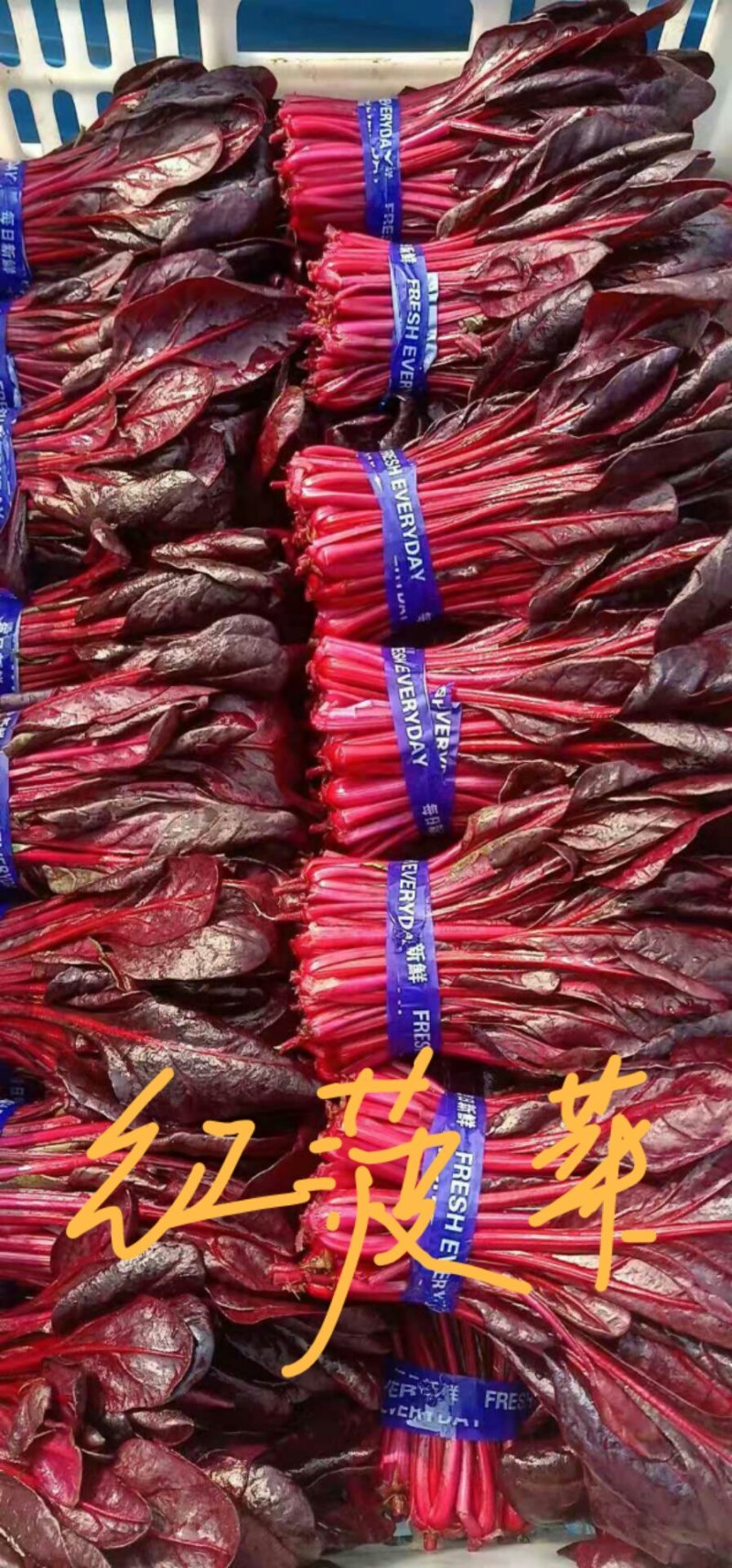 山东特菜，野菜，花生芽，冰草等上百品种批发