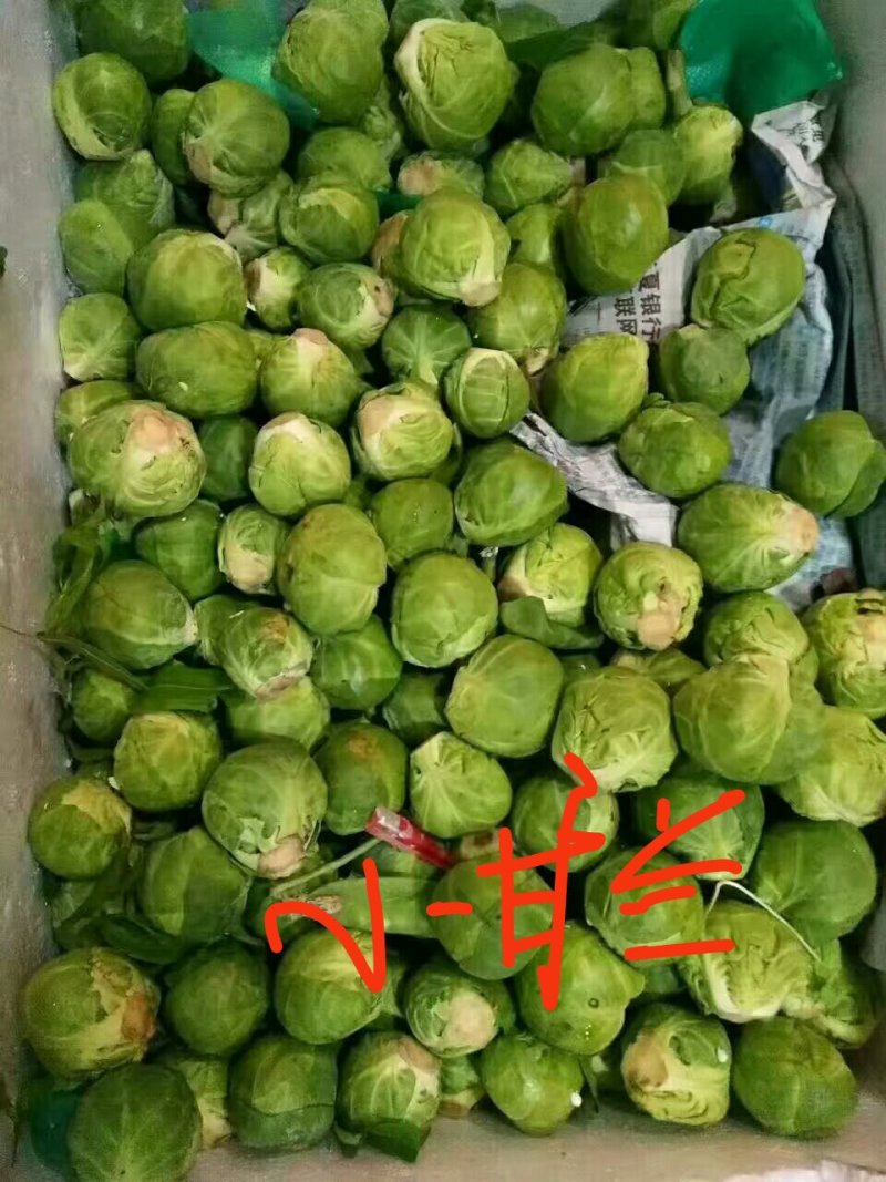 山东特菜，野菜，花生芽，冰草等上百品种批发