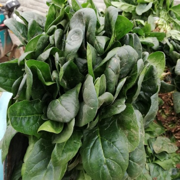 菠菜